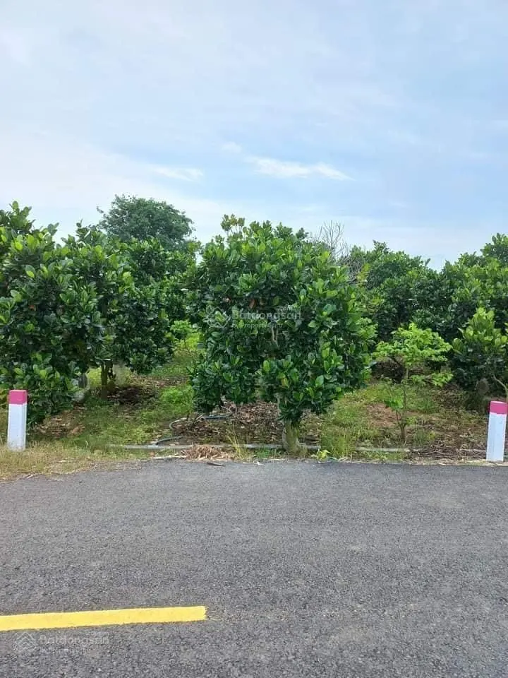 Bán vườn trái cây 1000m2 thổ cư 100m2 tại Láng Dài Đất Đỏ BRVT, mặt tiền 17m đường nhựa