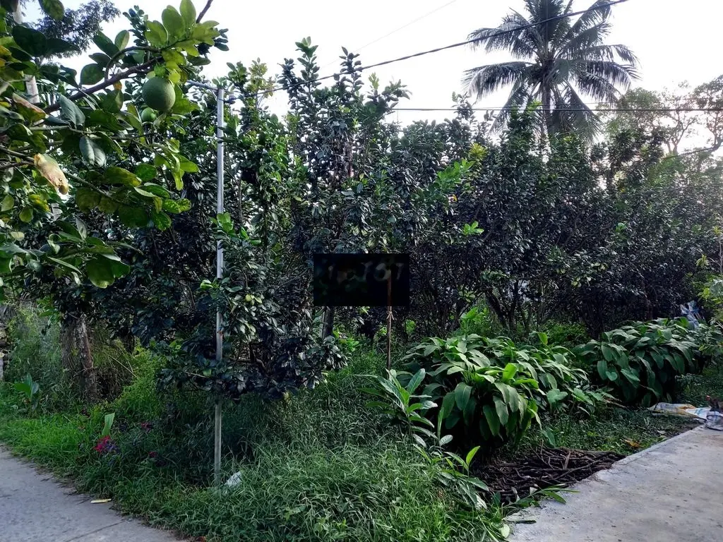 Nền 440mv_ 2 mặt tiền_Cách chợ Mỹ Hòa 500m