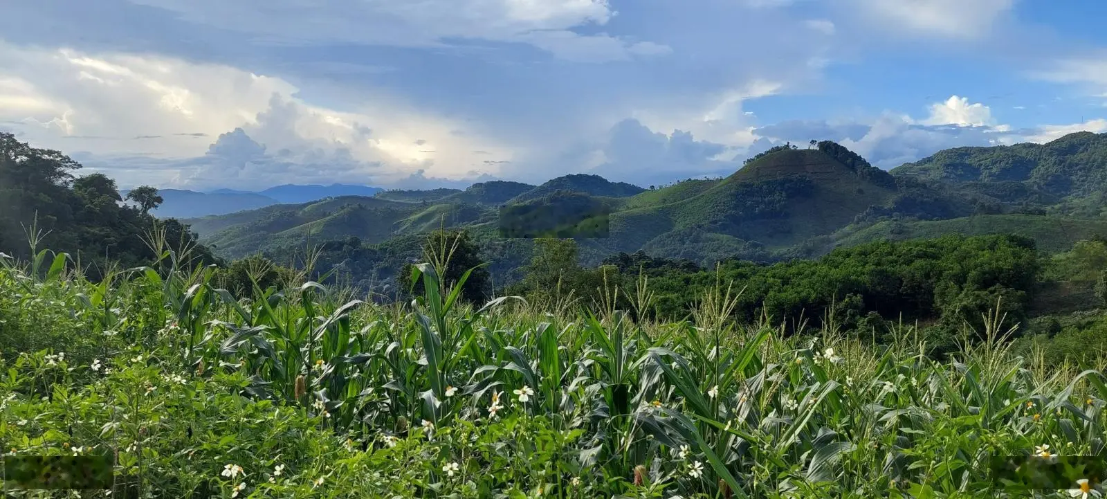 Ôi trời rẻ quá chỉ 1xxtr có ngay 6000m2 view cực đỉnh tại Cao Phong Hòa Bình, chính chủ cần bán gấp