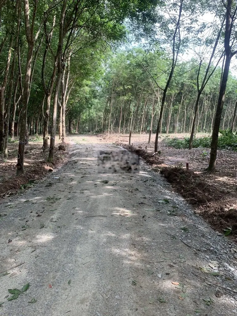Sỉ 29 nền đất sào Minh Thành, Chơn Thành, Bình Phước 270tr
