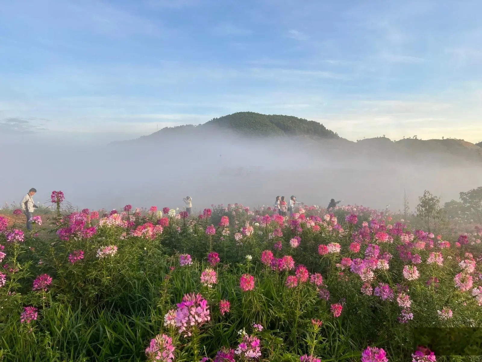 Bán lô đất 1000m2 có 100m2 thổ cư SHR, view săn mây tuyệt đẹp tại Lộc Thành-cách TP.Bảo Lộc chỉ 15P