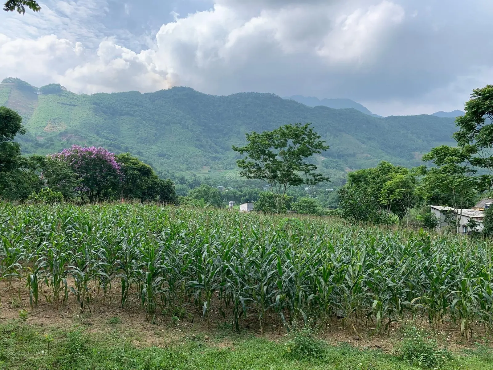 Bán 4300m có 350m ODT view cánh đồng tại trung tâm thị trấn đà bắc hoà bình giá 2ty350