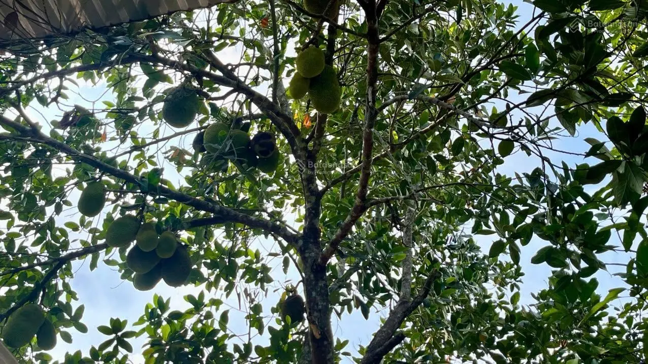 Nhà vườn ven sông Đồng Nai vô là mê!