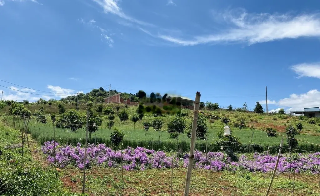 Đất ven Đà Lạt chỉ 490 triệu, view đồi thông, vườn hoa thơ mộng