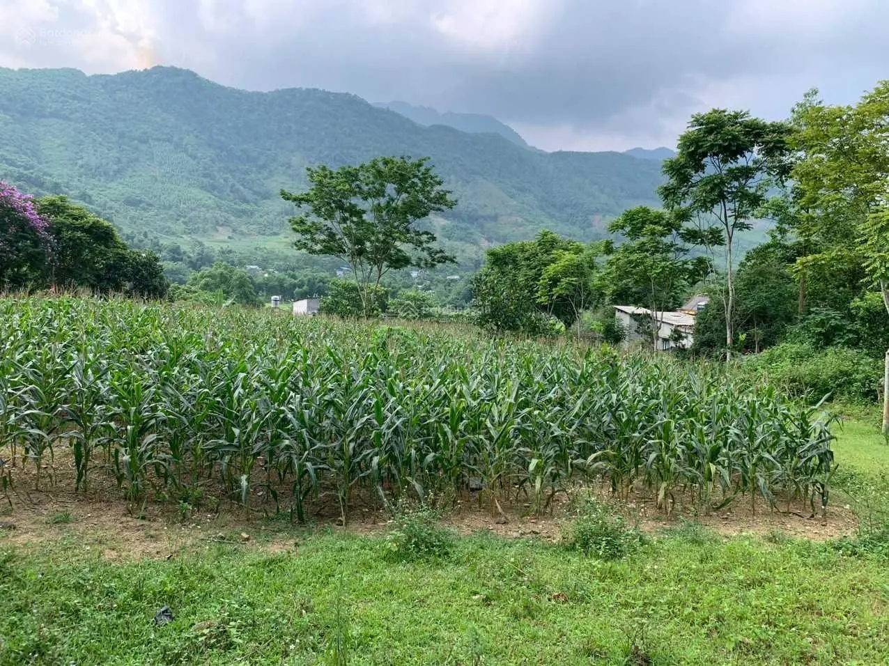 Do khoong sử dụng đến gia đình em cần bán 4300m2 đất thị trấn Đà Bắc với giá rẻ