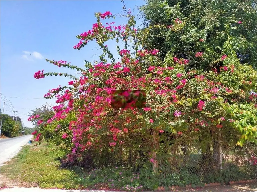 Đại hạ giá từ 28 tỷ xuốg 19,5 tỷ. Bán gấp đất MT đường Bàu Lách Củ chi