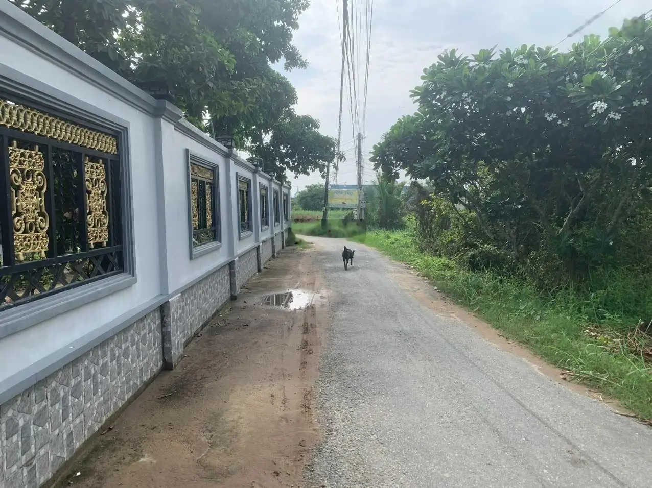 Ngộp lắm rồi, bán nhanh nhà vườn siêu đẹp TT Cần Giuộc 2569m2, 3 mặt tiền, ngang 32m x dài 83m