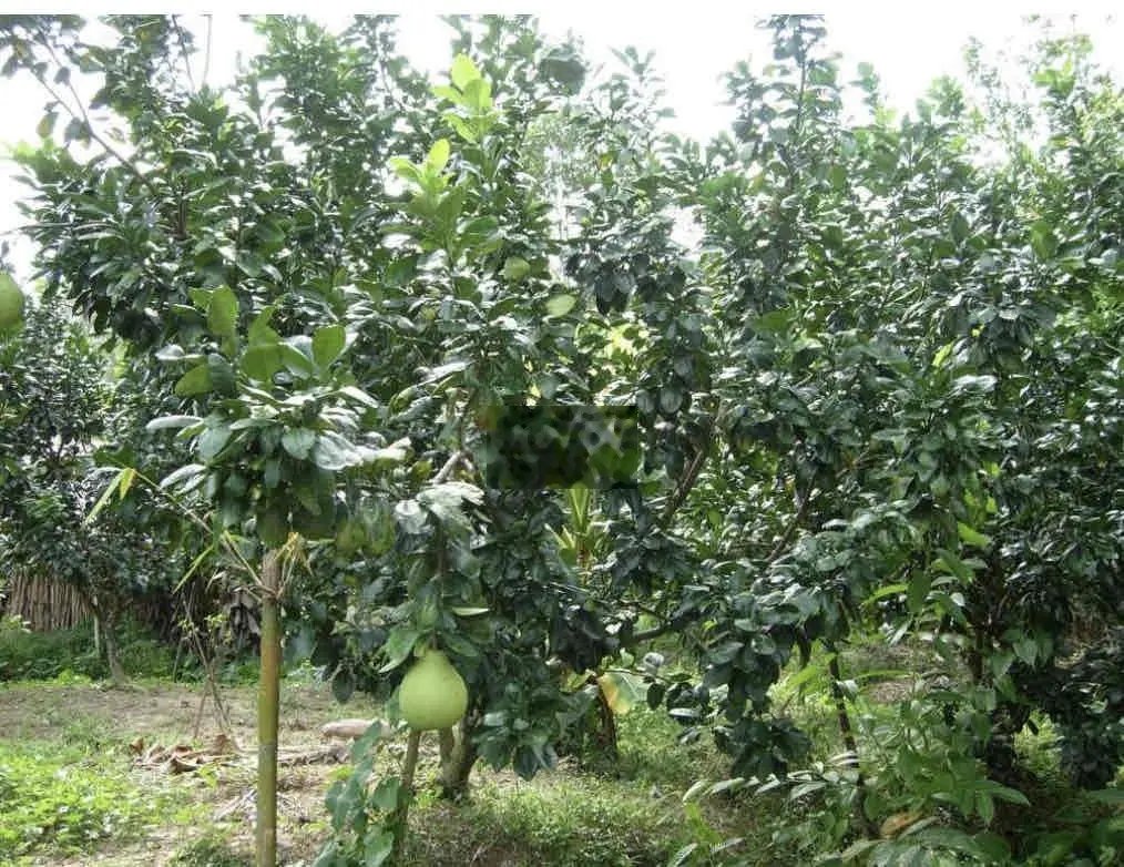 Cần Tiền Đưa Con Mở Kinh Doanh Chú 3 Cần Bán Đất Ở Bình Phước