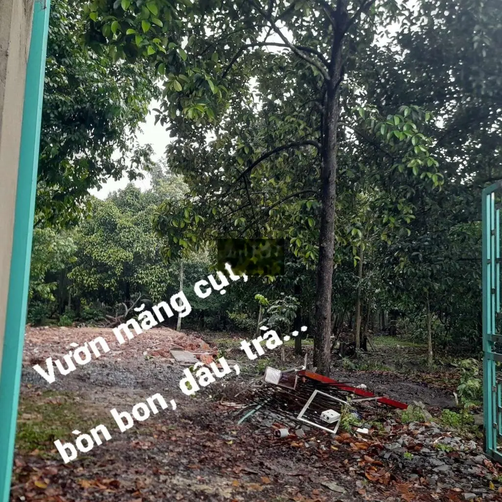 Vườn Trái Cây 1.680m2 giáp Thủ Dầu Một
