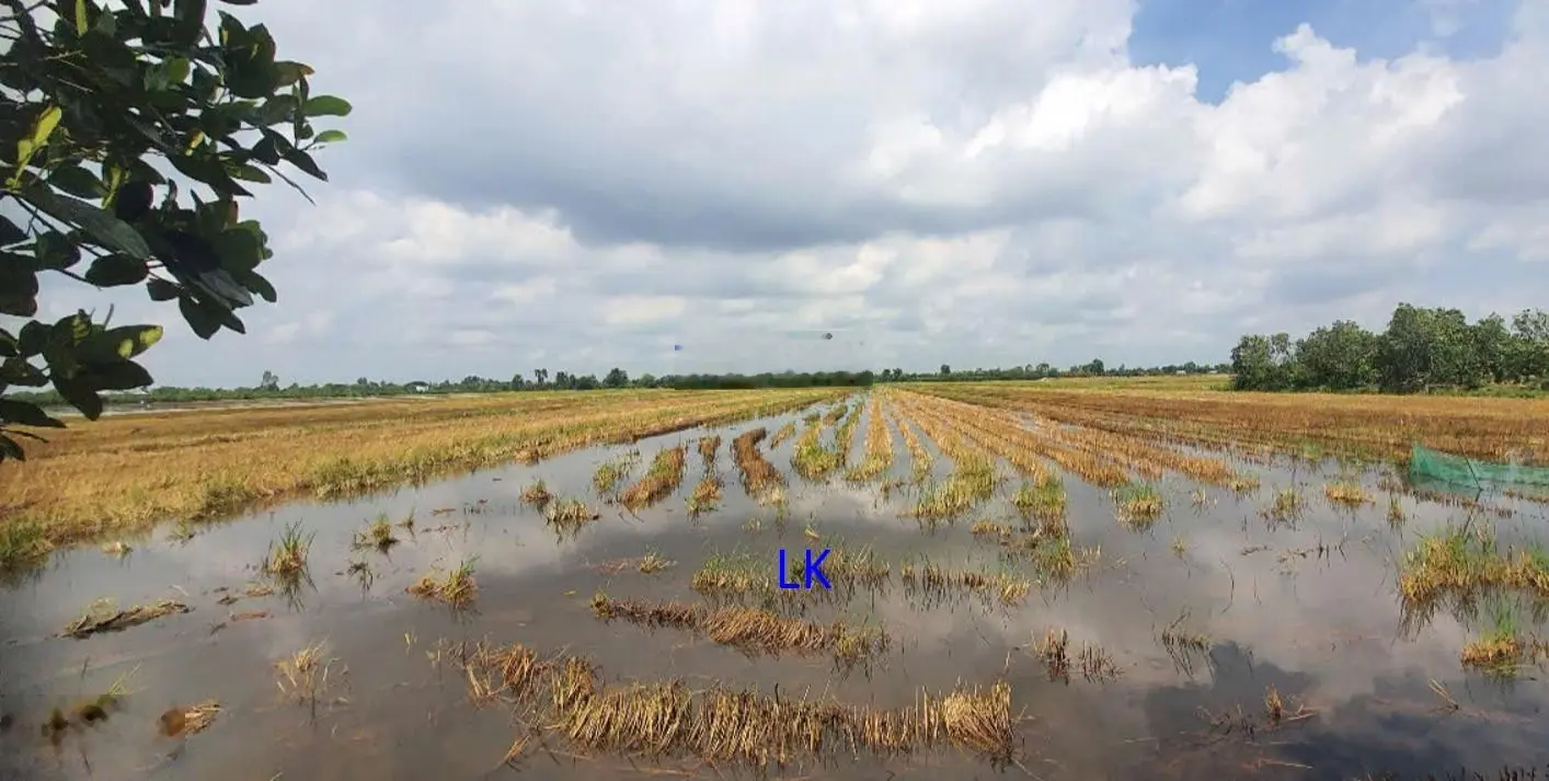 Bán đất lúa: 46.000m² (Mặt tiền 36m, Thổ 1.000m², 7.000m² CLN) Đường nhựa 3.5m, xã Phú Điền.