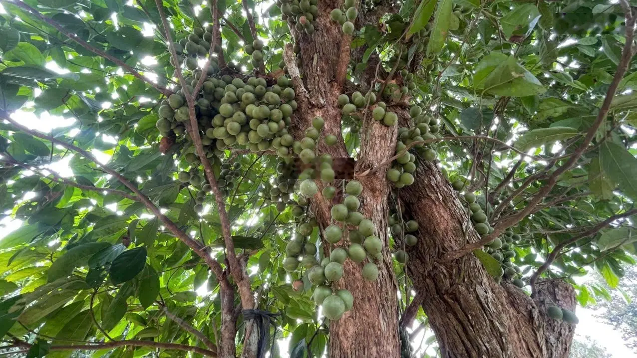 Nhà vườn ven sông Đồng Nai vô là mê!