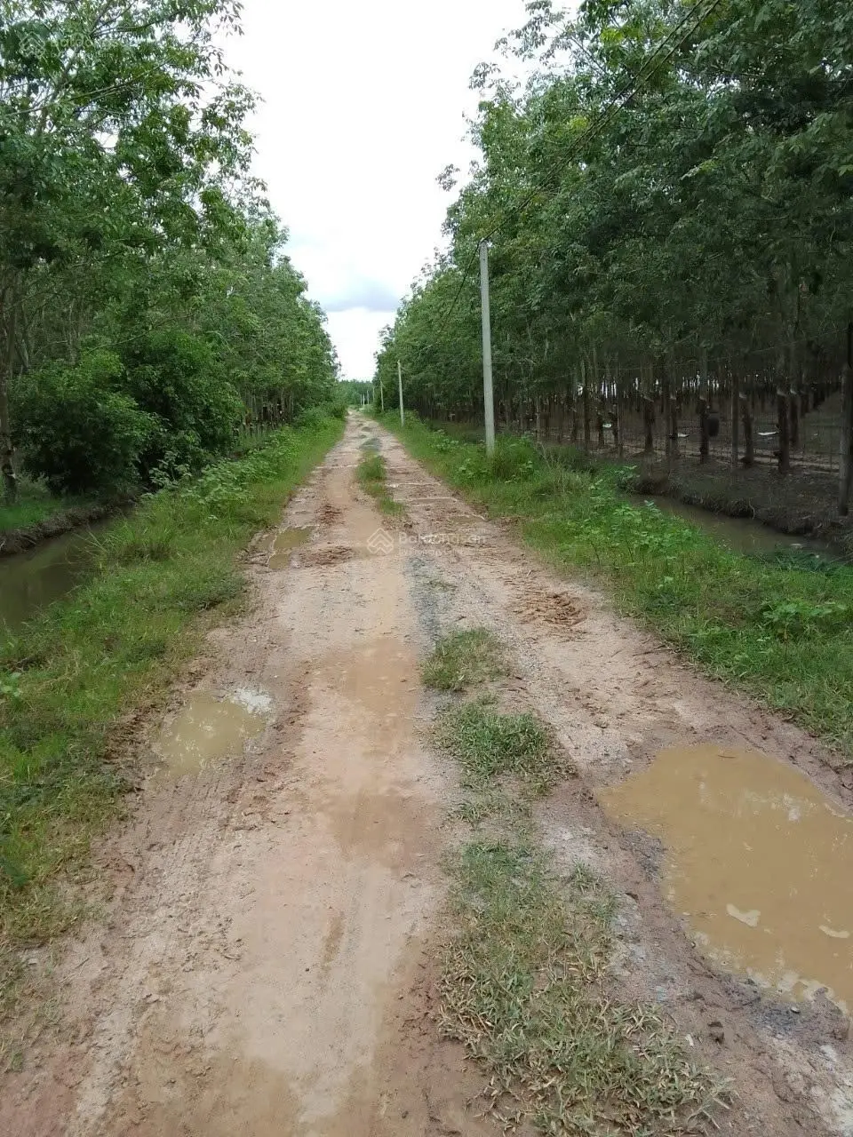 Bán đất diện tích 7,5 Ha cao su đang thu hoạch tại Thành Long, Châu Thành, Tây Ninh giá tốt.