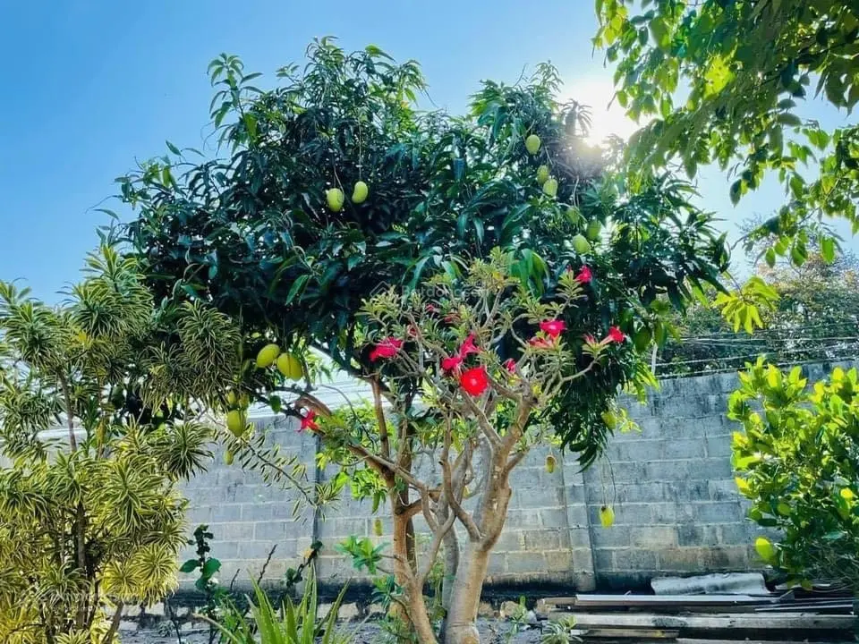 Bán căn nhà vườn Phước Hội - cách biển Phước Hải 1.5km mát mẻ nghỉ dưỡng