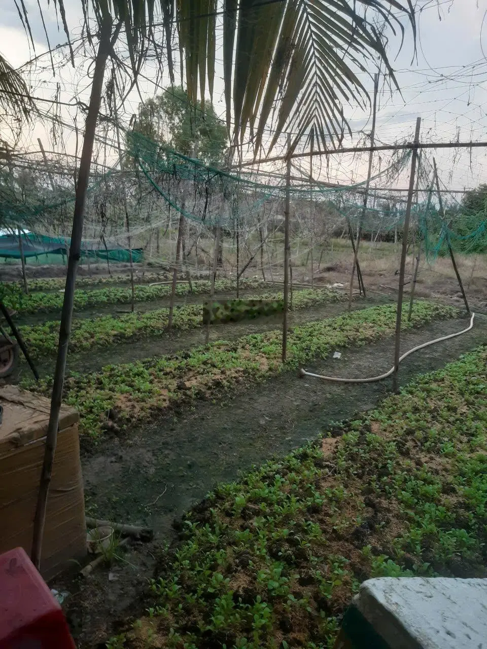 Bán 600m2 đất lúa có nhà cấp 4 tại Cần Giuộc, LOng An