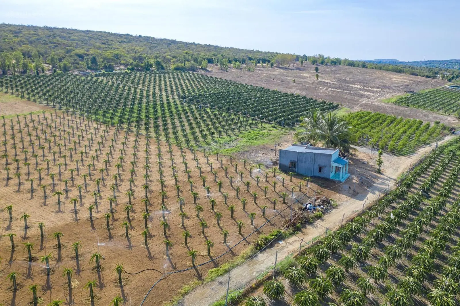 Cần Bán Lỗ 4 Tỷ Đất Mặt Tiền Đường ĐT 716, Đồi Cát Bàu Sen - Bàu Trắng, Phan Thiết