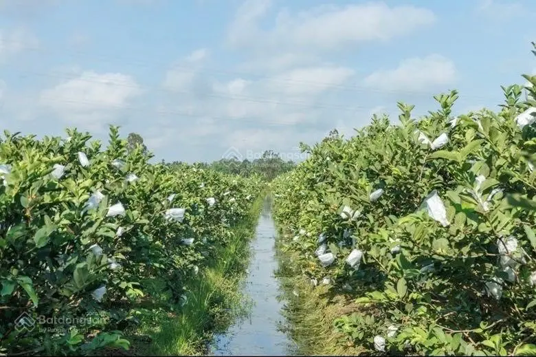 Kẹt tiền lắm chủ mới bán lại miếng nhà vườn có sẵn cây ăn trái ở Bình Phước, sổ hồng riêng