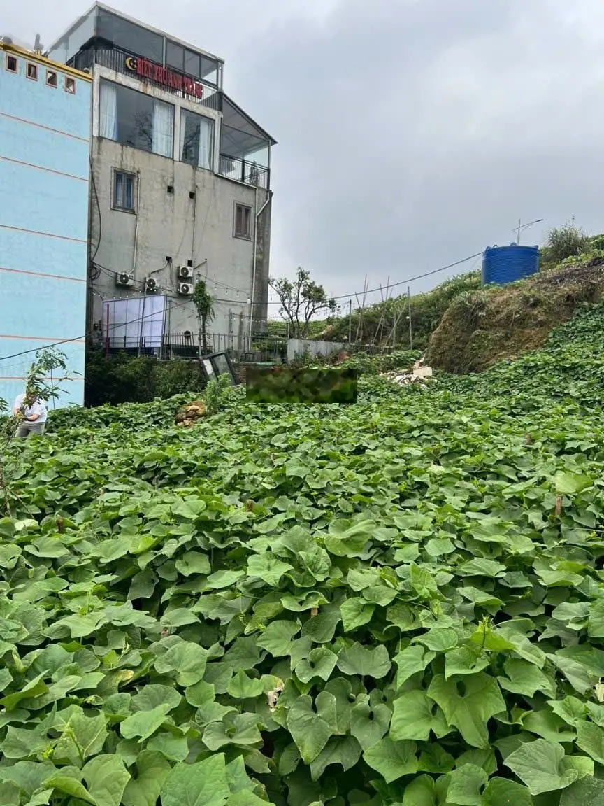 Bán đất đẹp tại khu nghỉ dưỡng Tam Đảo, giá tốt nhất chỉ 21,5 tỷ vnd