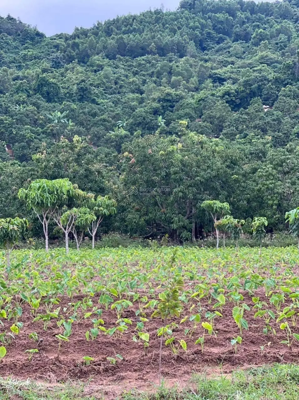 Chủ cần bán gấp lô đất vườn oto vào tận đất có nhà sẵn, xoài, ra khu dân cư và tiện ích xã vài phút