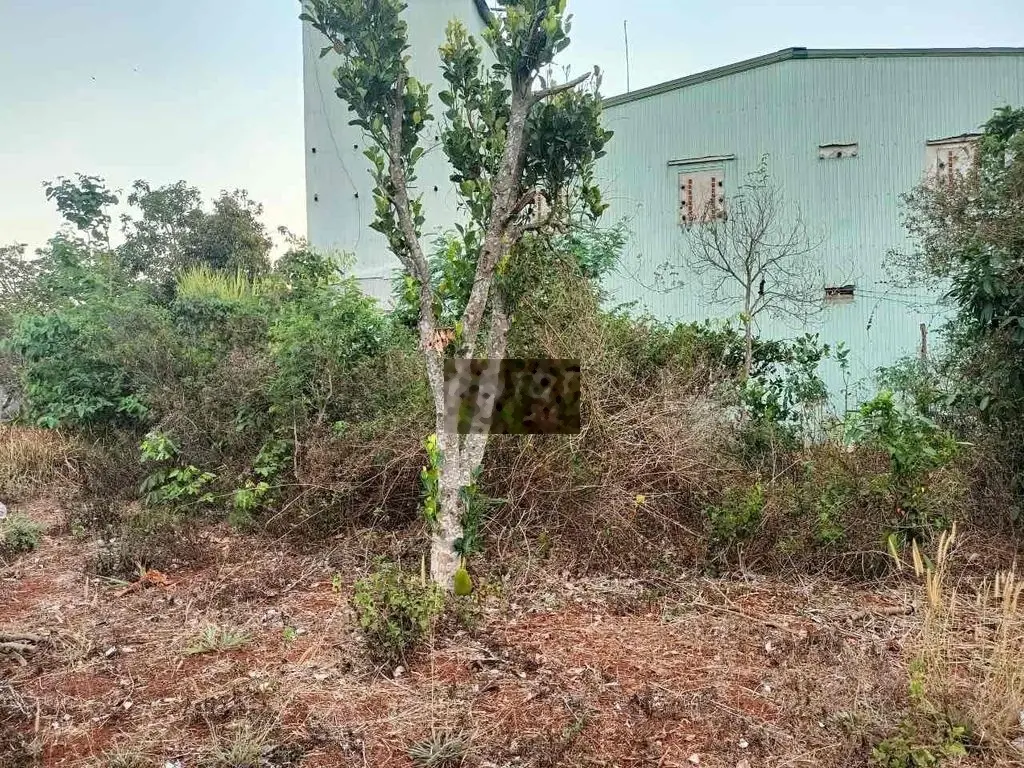 Bán vườn 1/