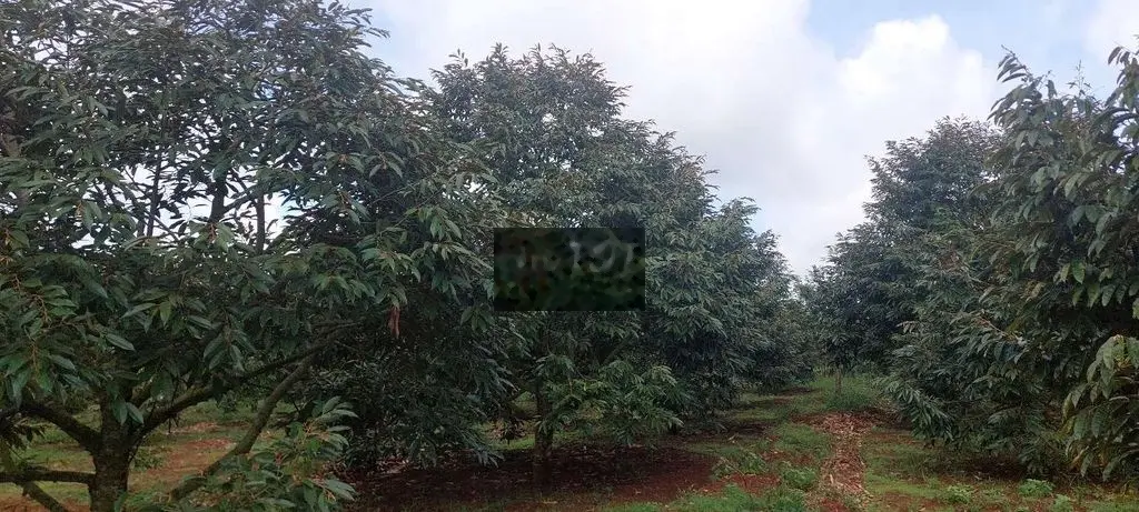 Bán Vườn Sầu Riêng Full 400 Cây Bình Thuận tx Buôn Hồ
