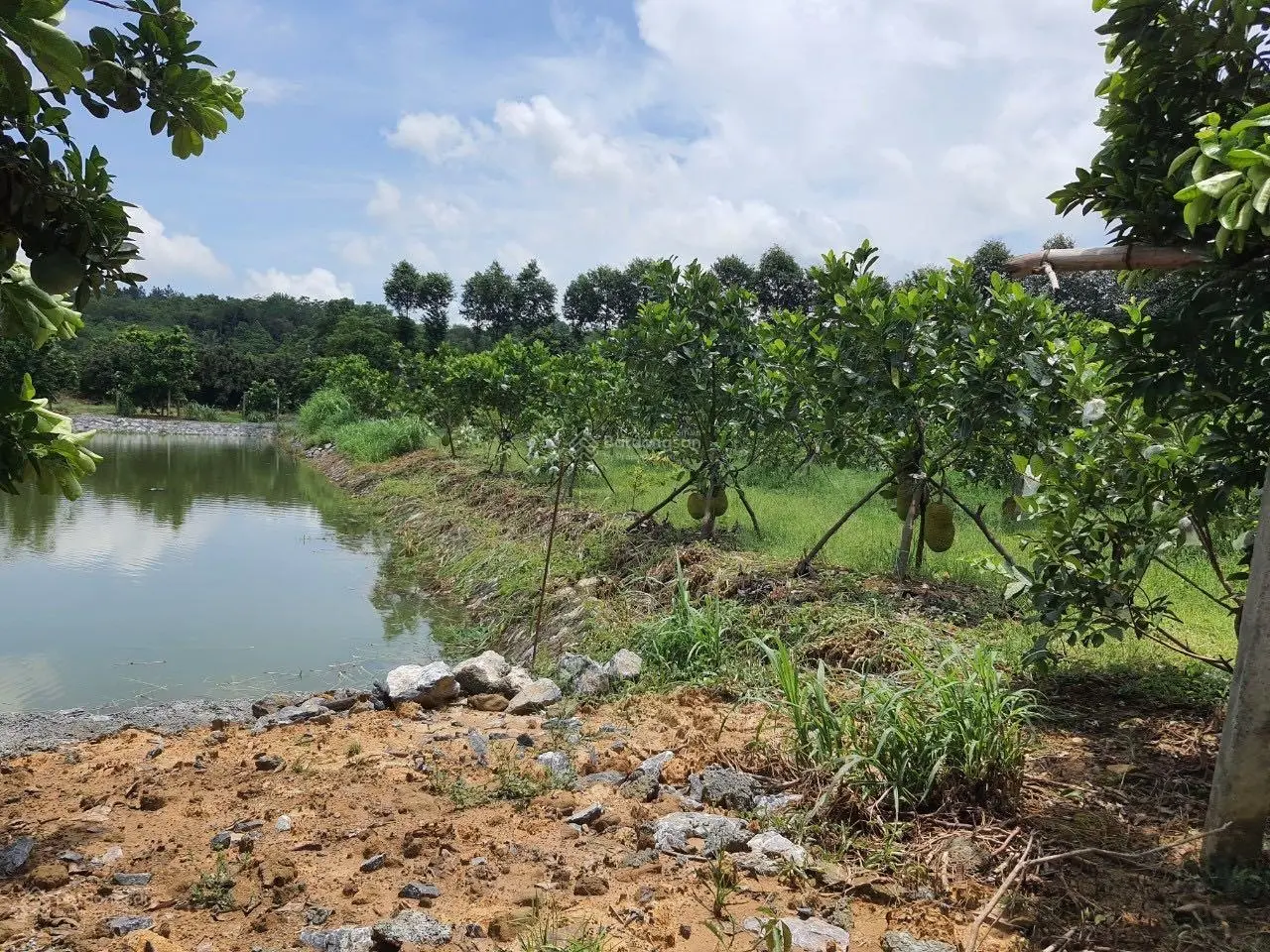 Chuyển nhượng 20.118m2 (hơn 2ha) đất thổ cư giá rẻ phù hợp xây nghỉ dưỡng homestay tại Lương Sơn