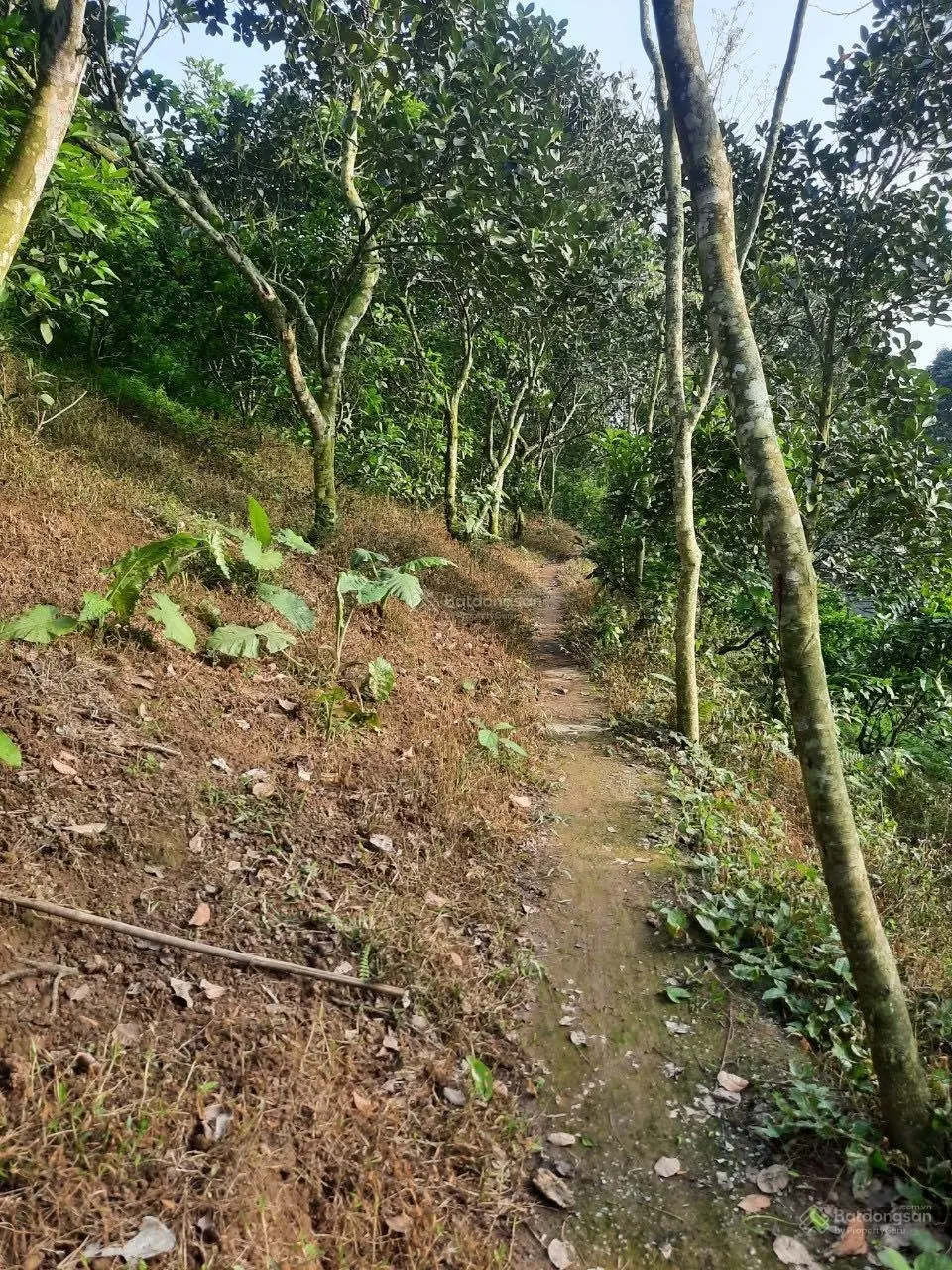 Chuyển nhượng lô đất 22000m tại Lương Sơn, Hoà Bình, LH: 0989 342 ***