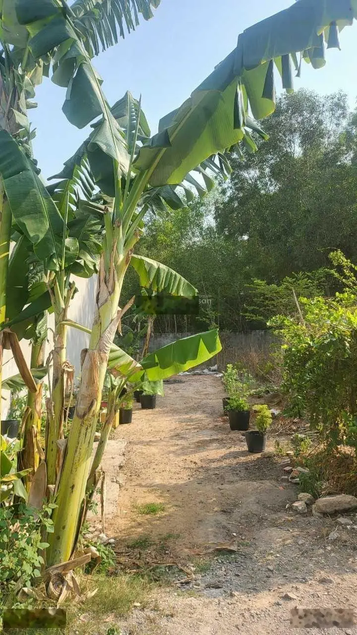 Cần bán 2 nền thổ cư đường 1/ Hùng Vương xã Phú Đông