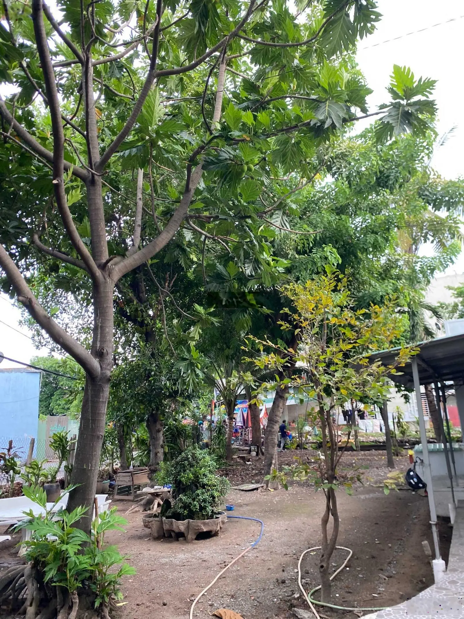 Bán nhà MT đường số 6, Phường Linh Xuân, TP Thủ Đức hơn 1000m2, giá 58 tỷ TL
