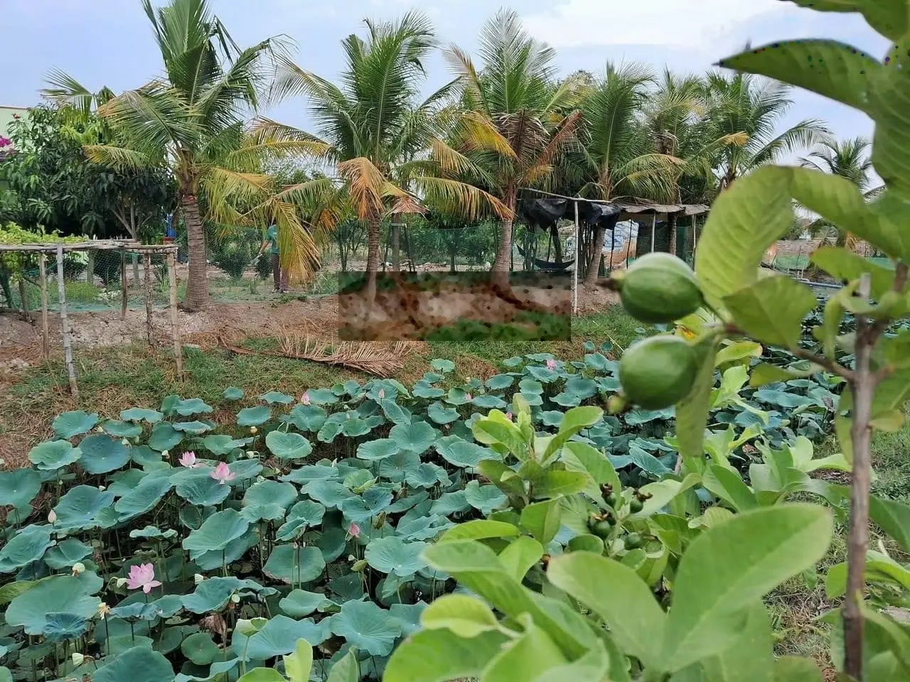 Ngợp nợ cần bán gấp nhà vườn nghỉ dưỡng 500m2 ngay Sơn Đông, Bến Tre vào ở ngay