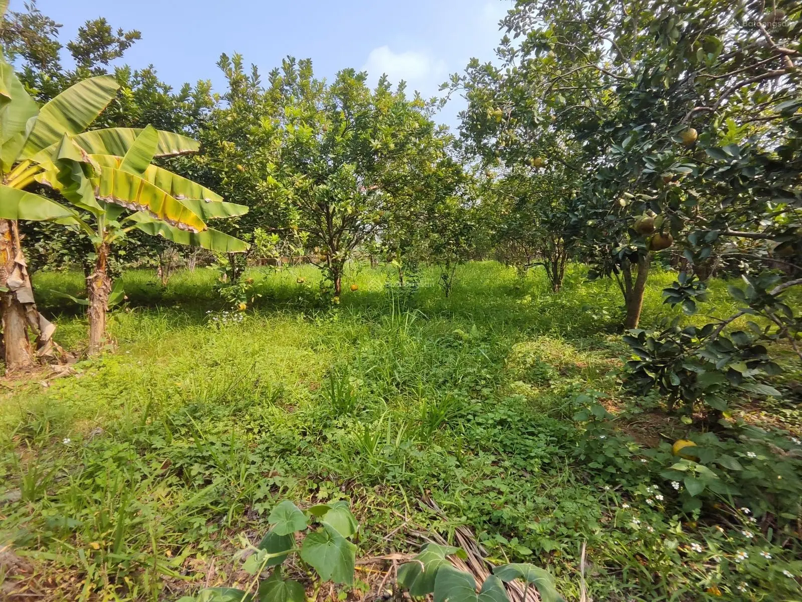 Chỉ hơn 1 trieu/m đất tại Yên Mông, TP Hoà Bình 3938m2 cách đường TL 317C chỉ 100m, đường rộng 6m
