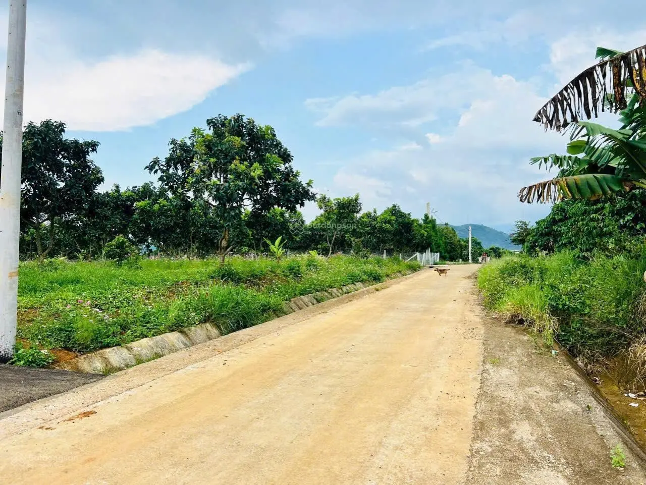 Chủ Sài Gòn gửi lô đất hơn 2 sào 3 có sẵn vườn bơ cho thu hoạch. Đường ô tô tận đất