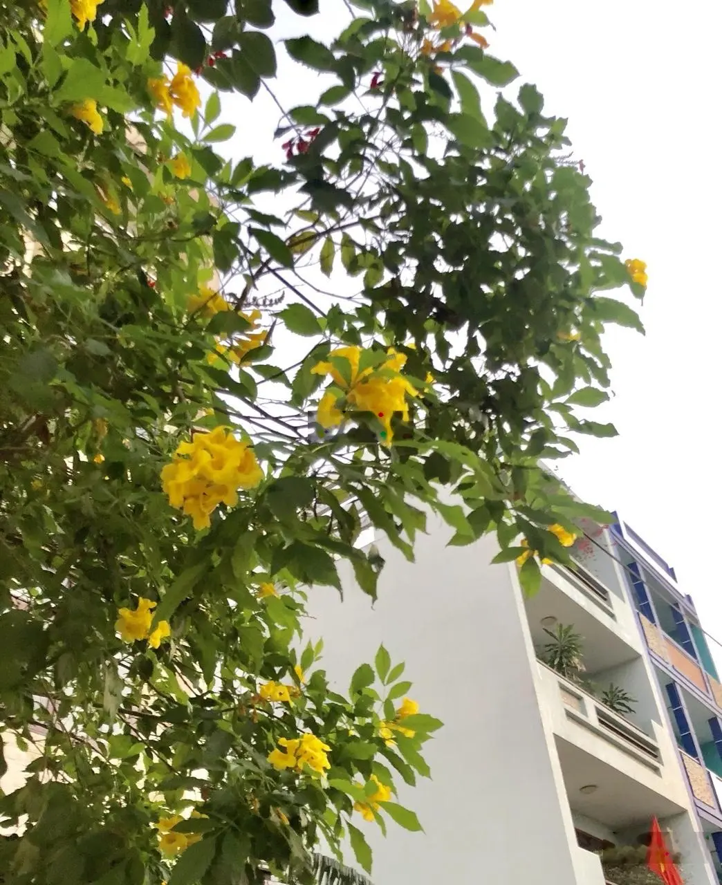 Bán liền kề 1 trệt 3 lầu giá hời ngay Đường Nguyễn Khoa Đăng, Quận 2, giá 36 tỷ VND
