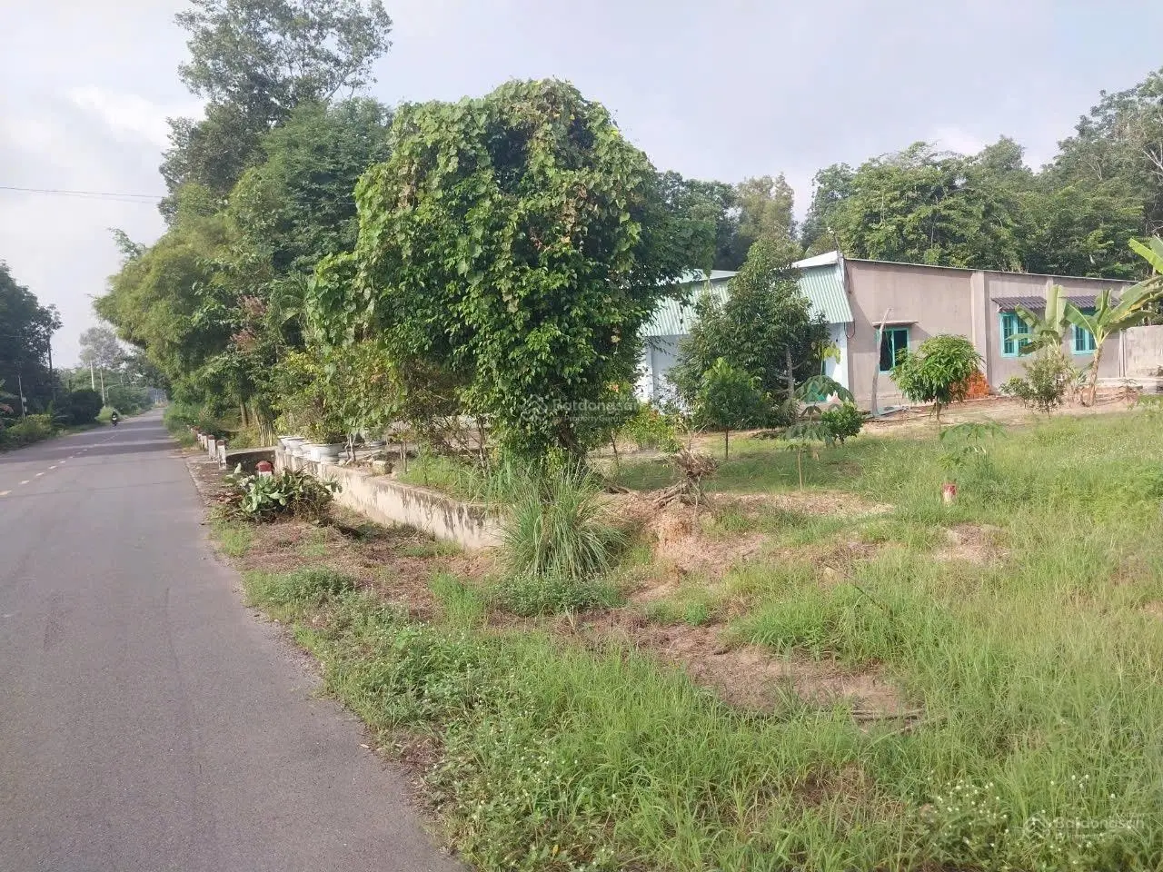 Cần Bán Gấp 5000m2 (5 sào) thổ cư sẵn 200m, mặt tiền đường nhựa Giá 980trieu