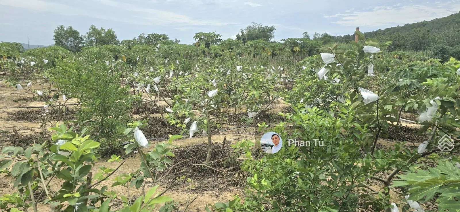 Bán mảnh vườn có sẵn cây ăn trái đang thu hoạch tại Diên Thọ - Diên Khánh - Khánh Hòa