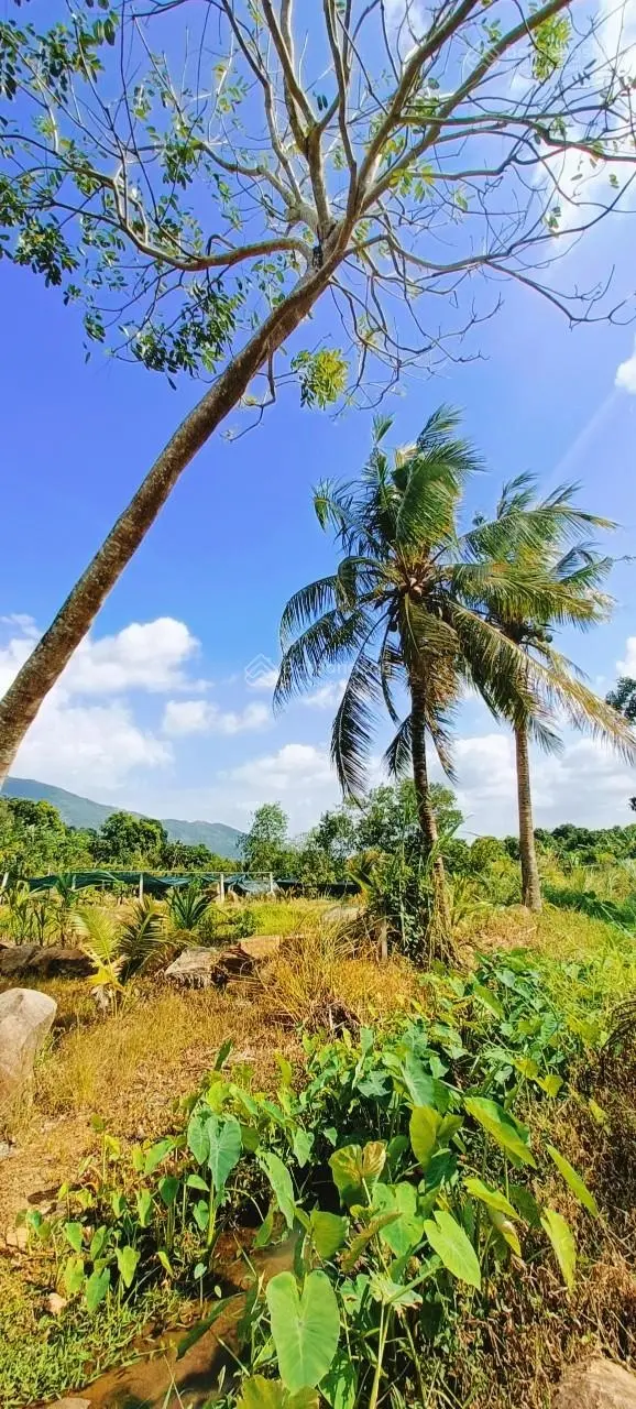 [ Gần 1ha ( Farm đẹp vô cùng ) - có suối MINI giáp đất ] *** Ô TÔ VÀO ĐƯỢC ***