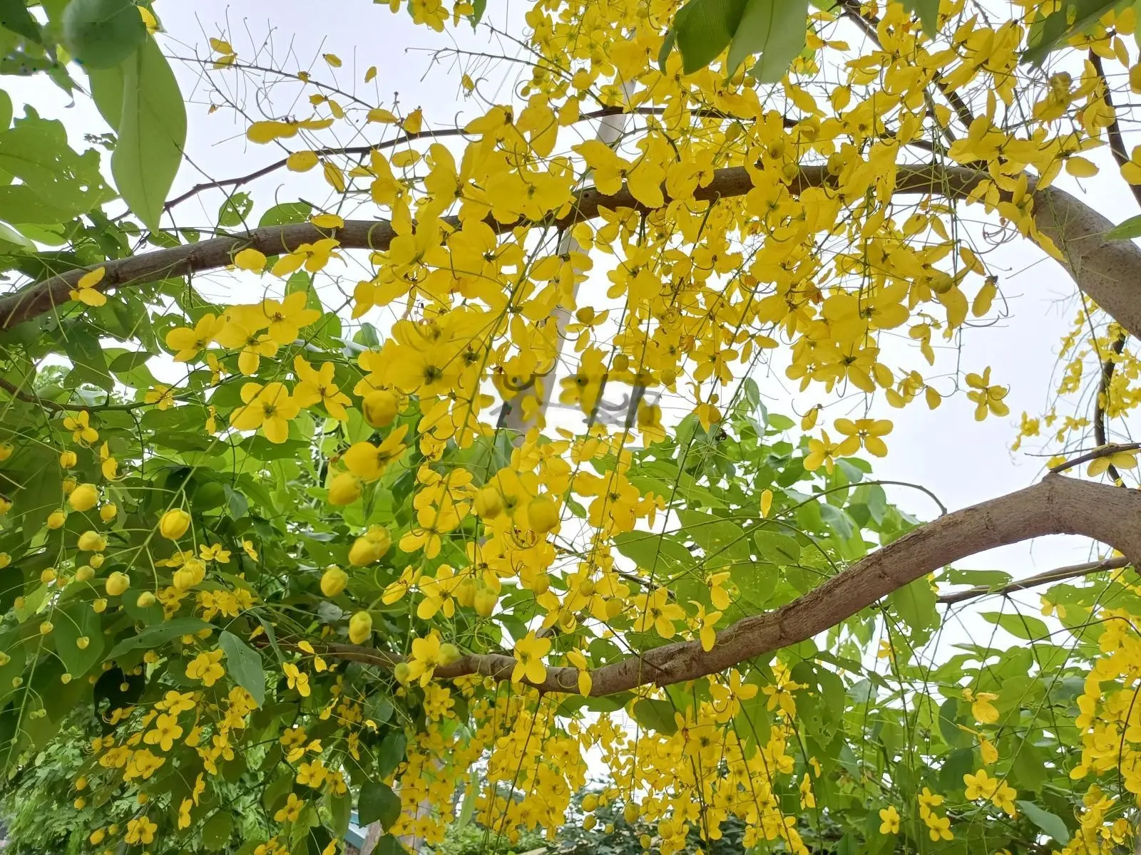 Hiếm - chủ cọc nhà mới cần bán gấp - siêu phẩm - mặt đường quốc lộ 5 - nhà dân xây - đủ công năng.