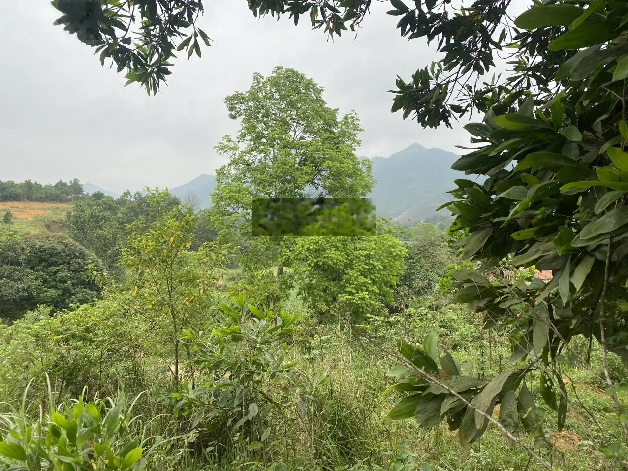 Cần bán 20.000m2 đất thuộc Phú Mãn , Quốc Oai! làm thiền viện, homestay..lh: 0902 298 ***