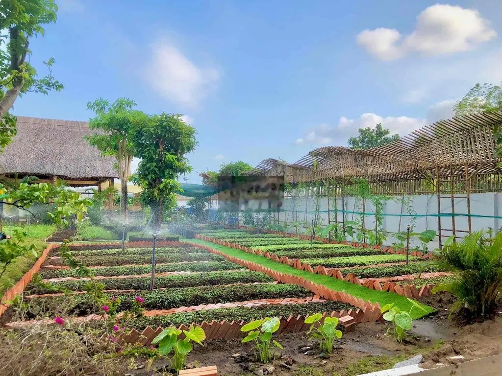 Đất thành phố Tây Ninh 265m2 - shr có thổ cư