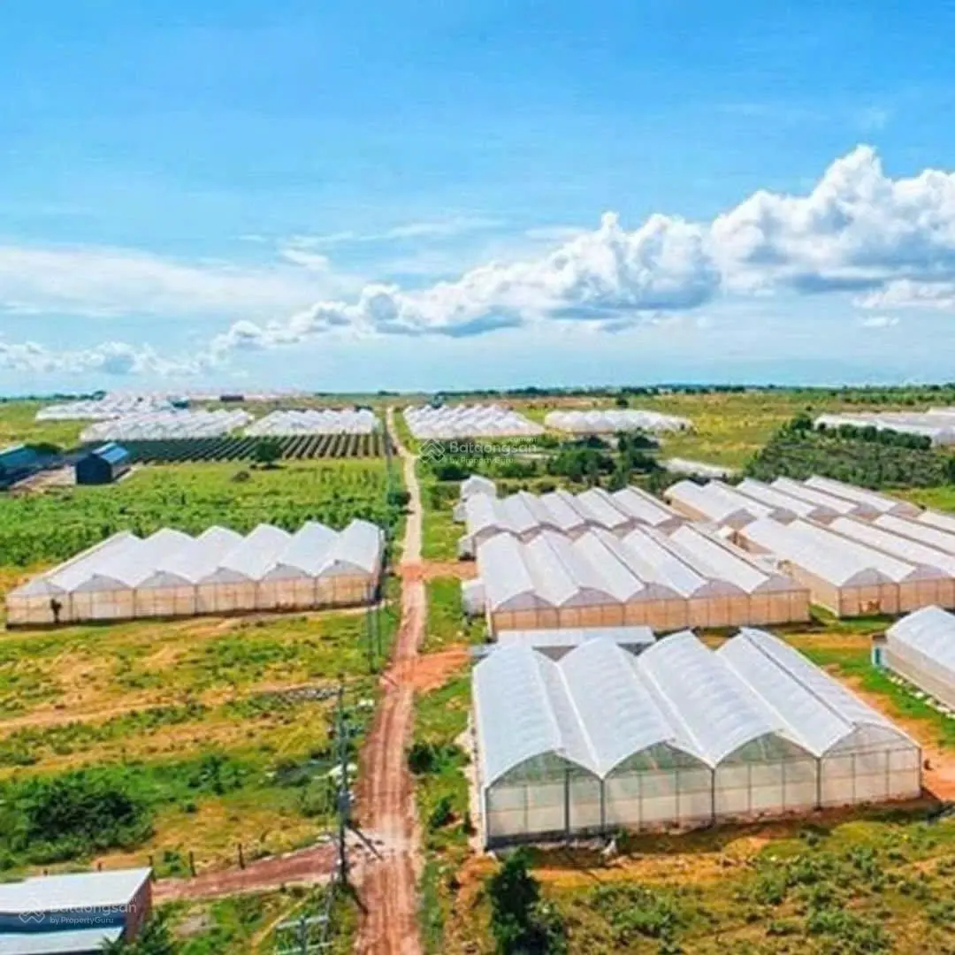 Mô hình dưa lưới đã trồng 4939m2 chỉ 1triệu/m2, có nhà cấp 4, khu vực Farm Hoà Thắng