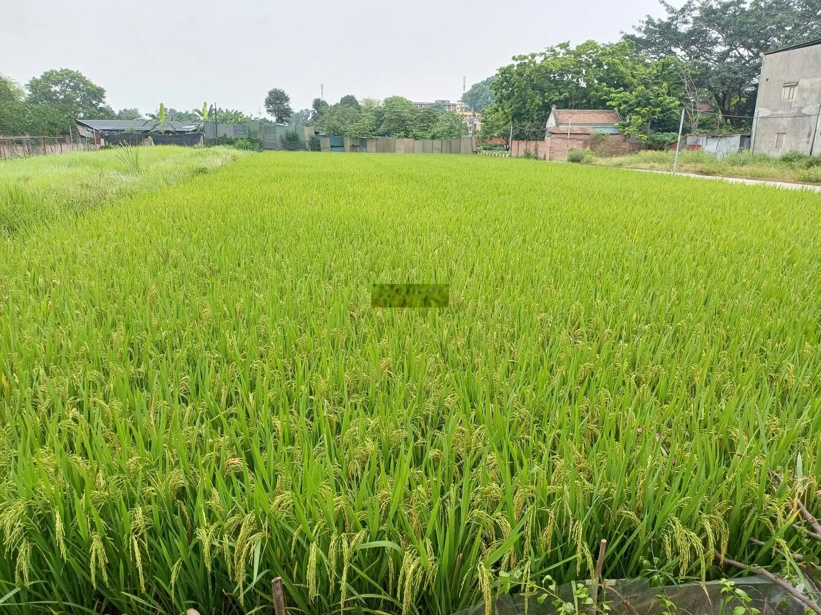 Hiếm - chủ cọc nhà mới cần bán gấp - siêu phẩm - mặt đường quốc lộ 5 - nhà dân xây - đủ công năng.