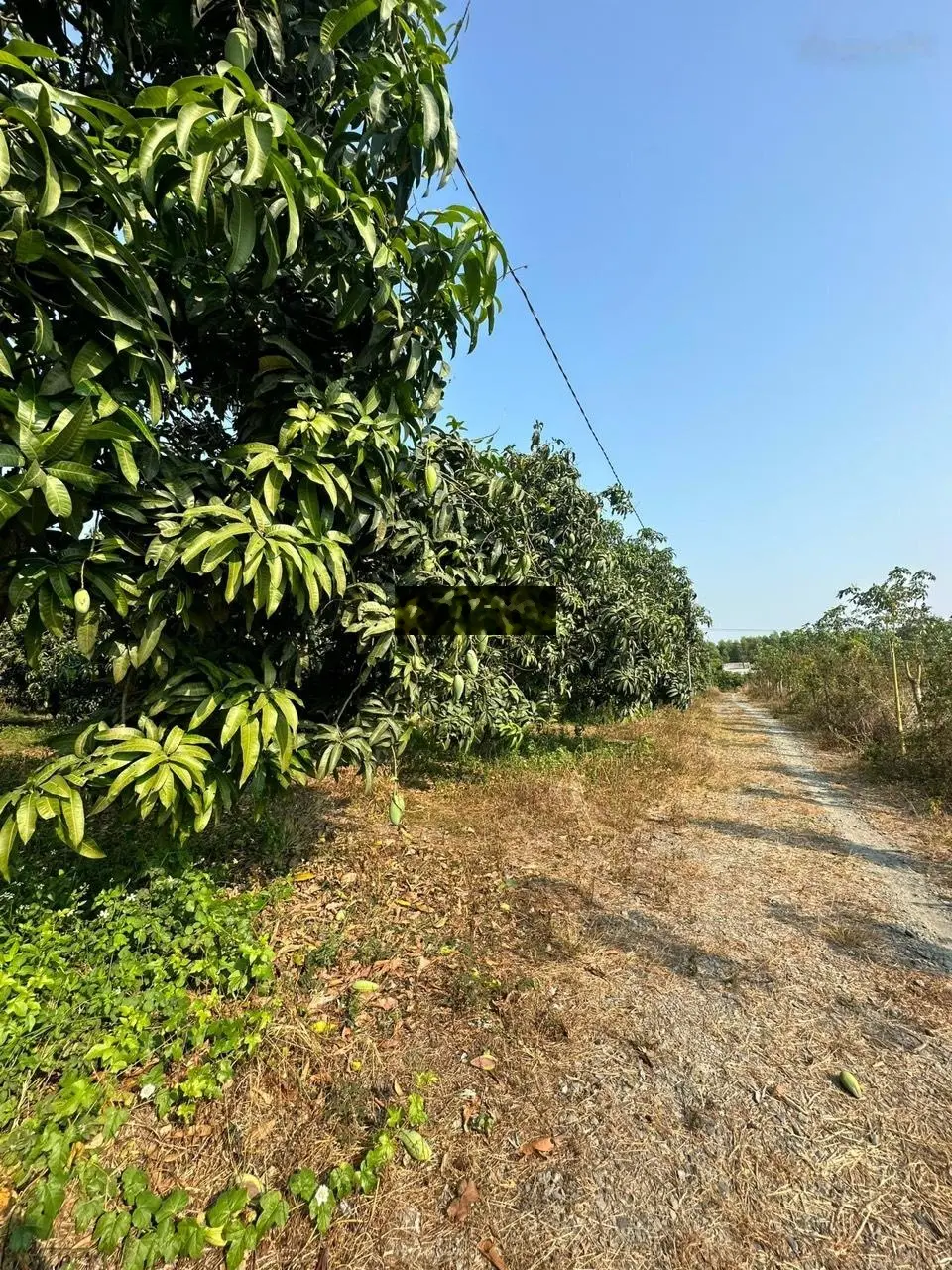 Bán lô xoài Suối Cao Xuân Lộc Đồng Nai