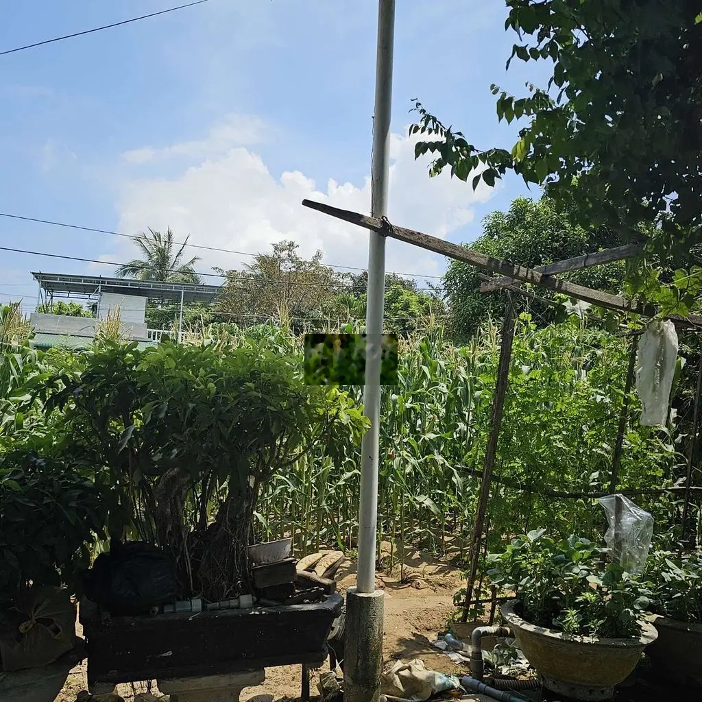 Cần tiền bán đất Khê Hiệp- TP Quảng Ngãi