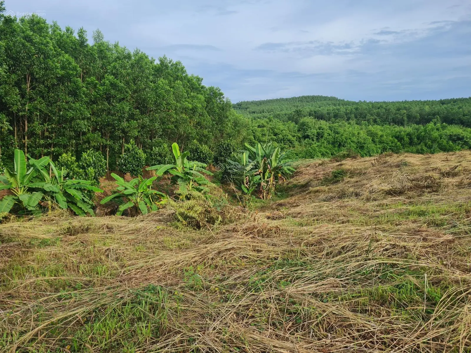 Bán đất nông nghiệp diện tích 17.000m2