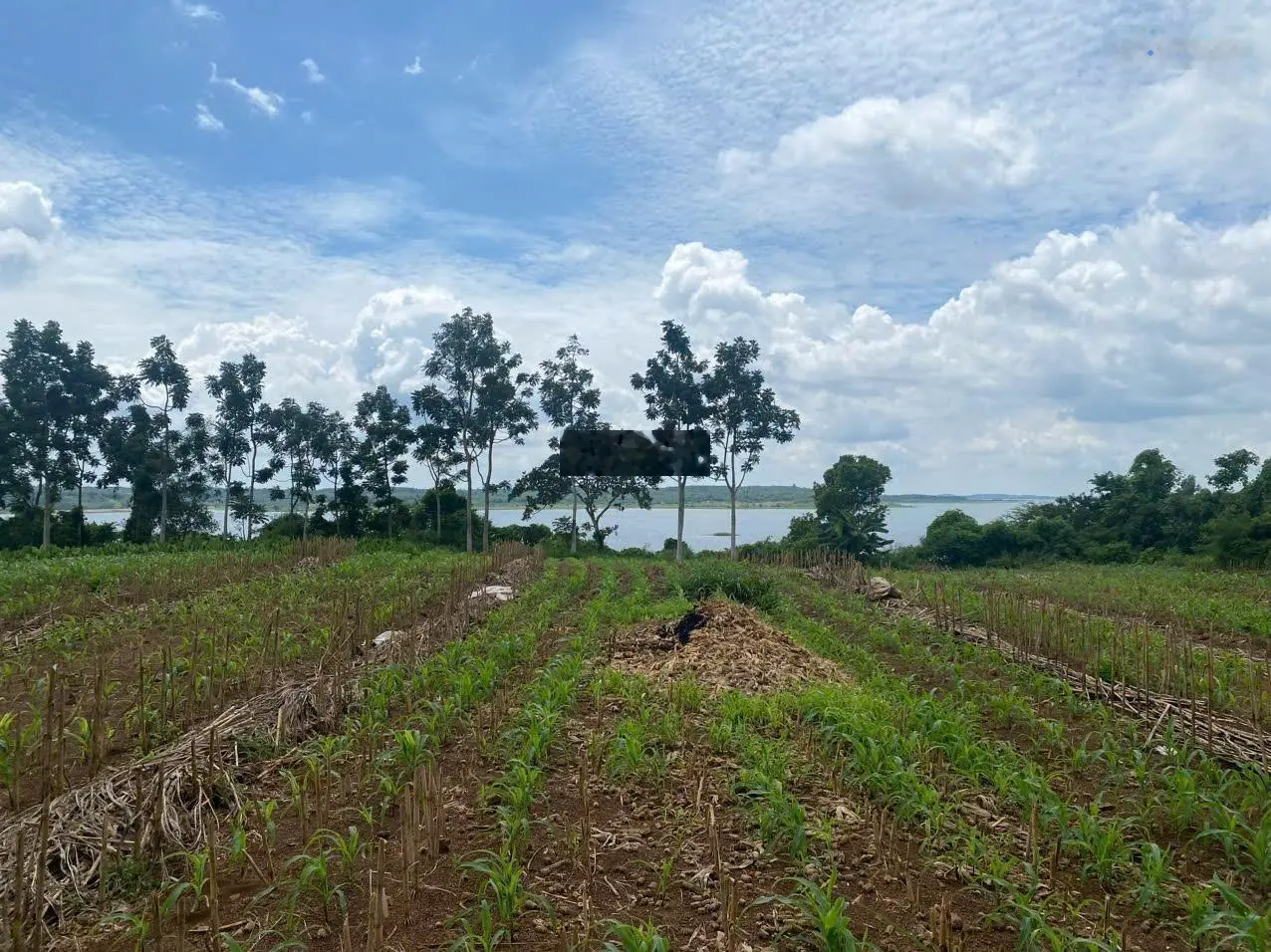 BÁN ĐẤT SỔ SẴN GIÁ TỐT NHẤT KHU VỰC MẶT HỒ SÔNG RAY-CẨM MỸ