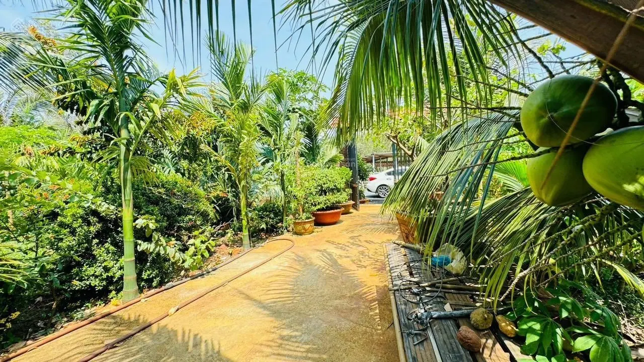 Bán gấp nhà vườn Long Mỹ - TT Phước Hải siêu đẹp giá tốt gần biển - gần hồ - gần núi