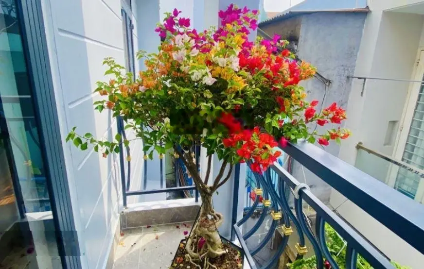 Cực hiếm! Bán nhà HXH Nguyễn Oanh - Gò Vấp 79.3m2 - 3PN - ngang 5.5m. Giá chỉ 4 tỷ 79