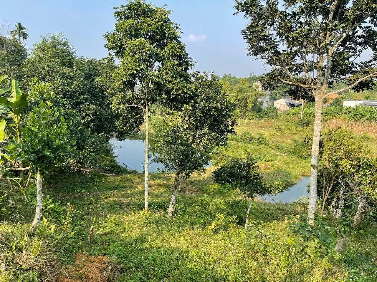 Gia đình cần bán 7310m2 tại Đông Xuân Quốc Oai Hà Nội