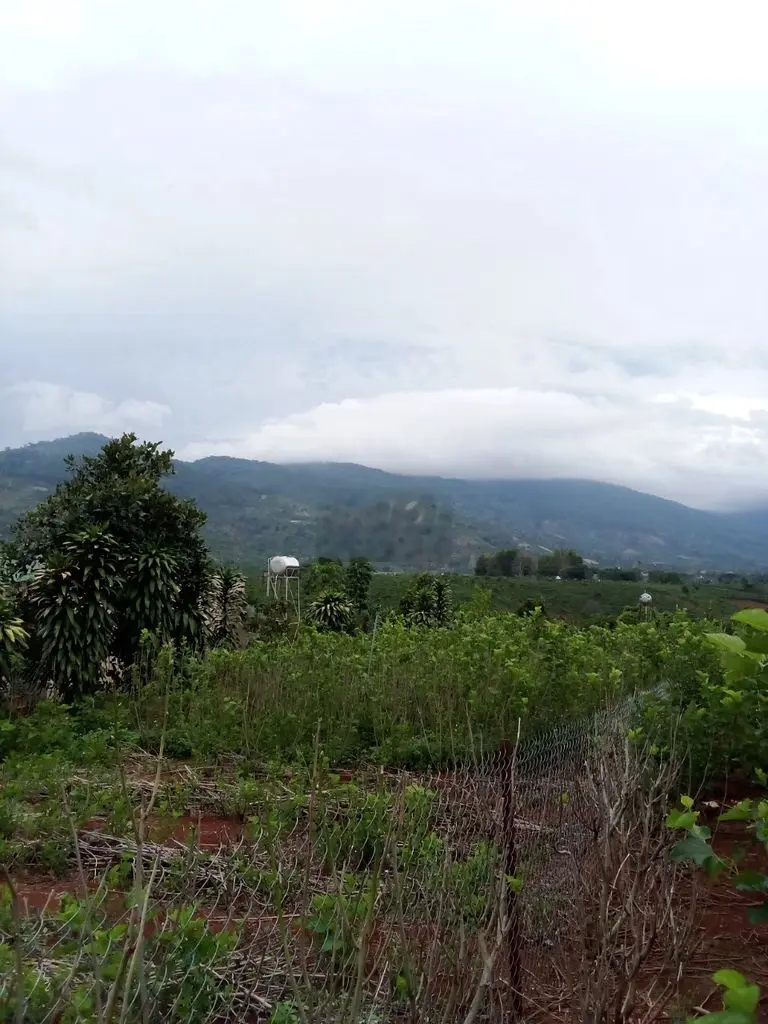 BÁN GẤP LÔ ĐẤT TẠI Đồng Lạc, Thị trấn Di Linh, Huyện Di Linh,Lâm Đồng