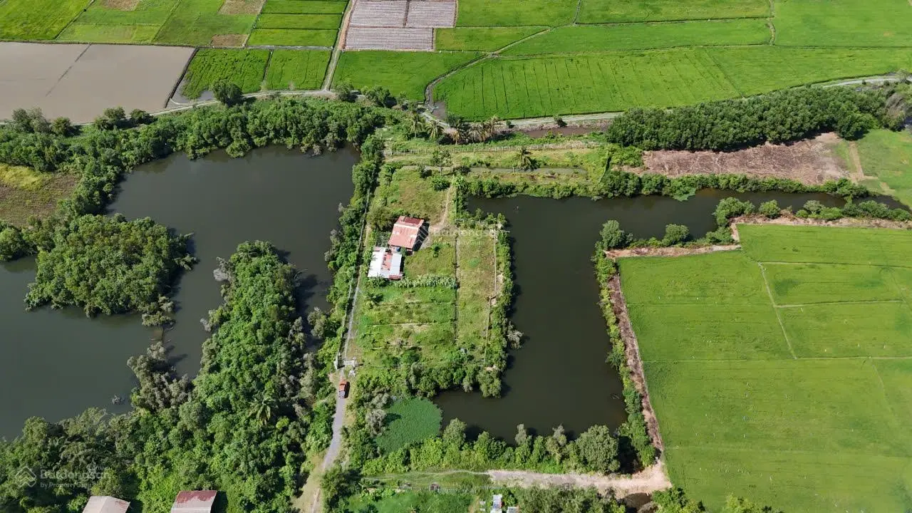 Siêu phẩm siêu rẻ: nhà vườn 5.000 m2...đang trồng ổi, dừa, sầu riêng Đức Hòa, Long An, giá ko tưởng