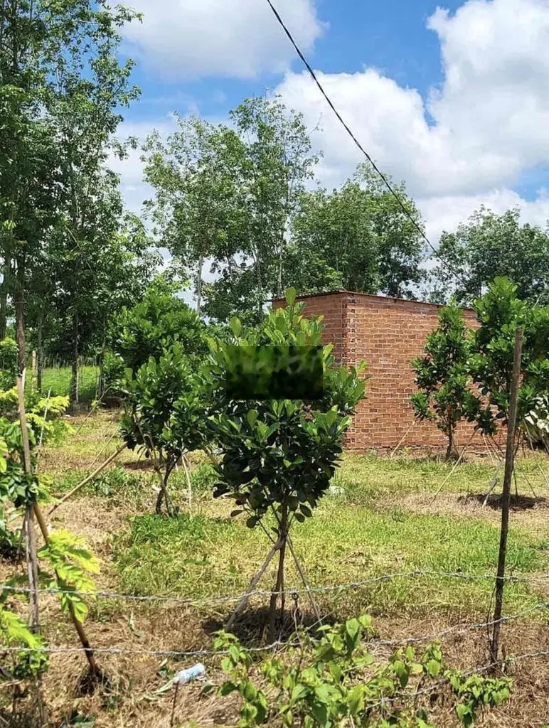 BÁN VƯỜN 500M2 GIÁ 415TR TẠI BÌNH PHƯỚC